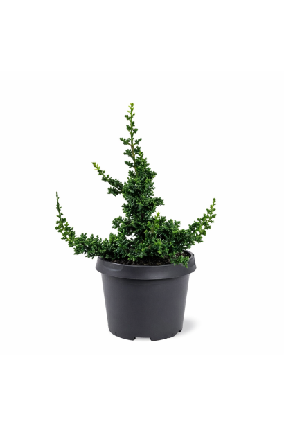 Туя західна Малоніана Холуб купити п9, 0,5л, р9